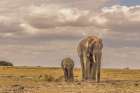 Mother and calf Amboseli elephants-Amboseli National Park-Africa Art Print